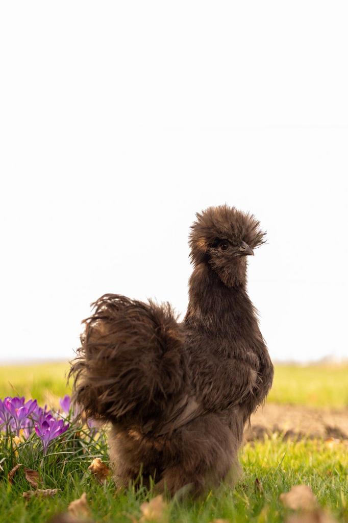 Broedeieren usa zijdehoen kippen, Dieren en Toebehoren, Pluimvee, Geslacht onbekend, Kip