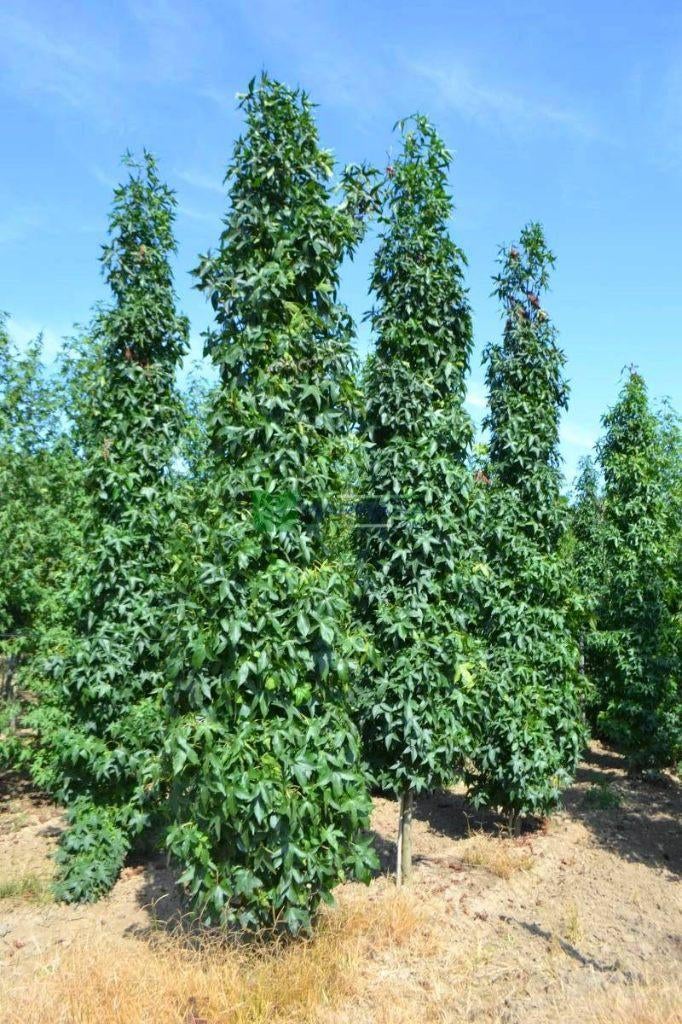 Zuil Amber bomen, Tuin en Terras, Planten | Bomen, Ophalen of Verzenden, Volle zon, Overige soorten