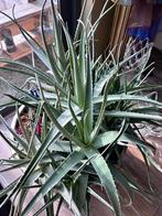 Aloe Vera te koop, Huis en Inrichting, Ophalen, 100 tot 150 cm, In pot, Cactus