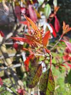 mooie grote Glansmispel (Photinia fraseri 'Red Robin) in pot, Tuin en Terras, Planten | Bomen, Overige soorten, 100 tot 250 cm
