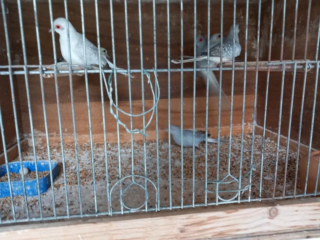 Diamant duiven, Dieren en Toebehoren, Vogels | Duiven, Meerdere dieren, Overige soorten