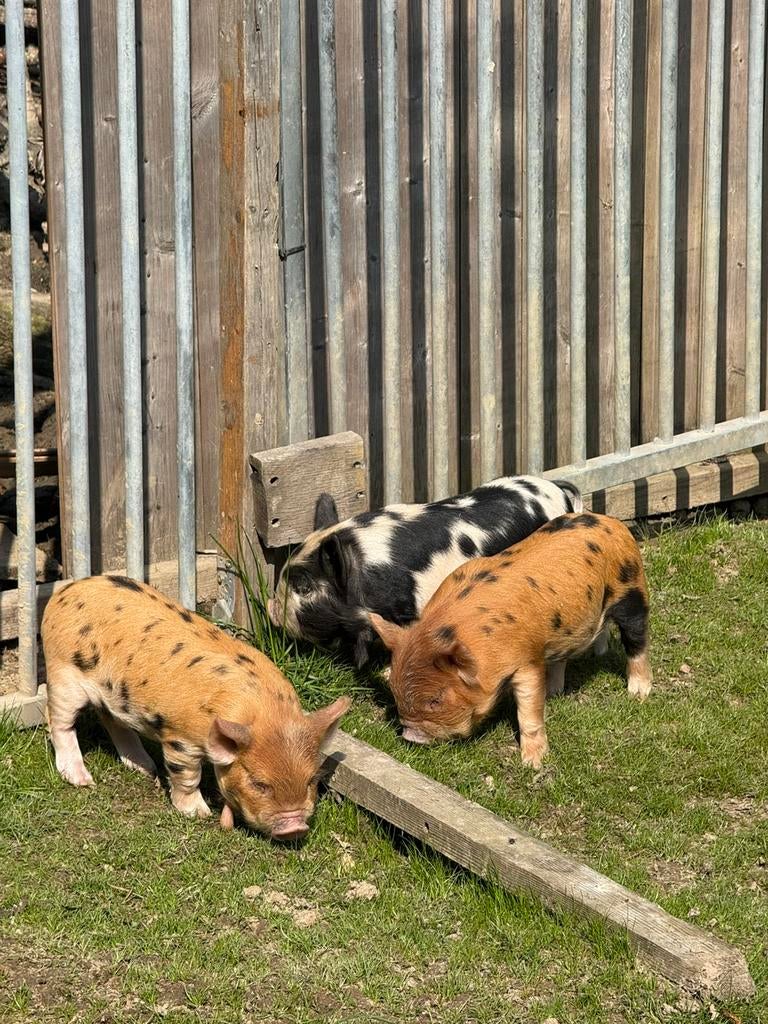 Kune kune varkens met Stamboek, Dieren en Toebehoren, Meerdere dieren, Varken