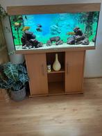Rio180 + Juwel onderkast + Eheim pro4+  verw + Malawi Biot., Ophalen, Gevuld zoetwateraquarium