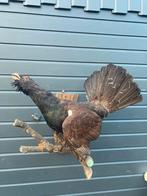 Enorm grote Auerhaan, Ophalen of Verzenden, Zo goed als nieuw, Vogel, Opgezet dier