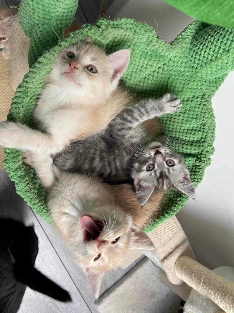 Maine coon x kittens licht rood creme kater, Meerdere dieren, Ontwormd