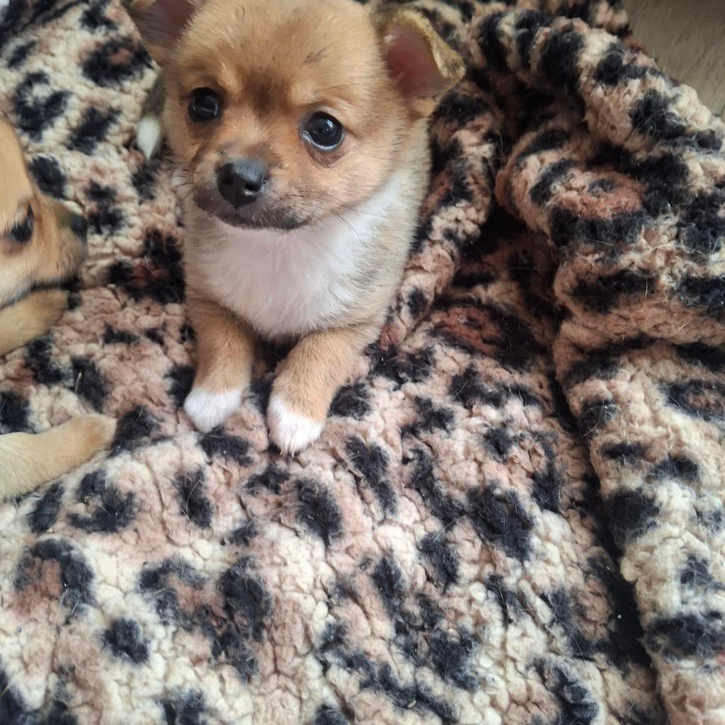 Lieve knuffelige Pomchi puppy pup 💓💓 teefje, 8 tot 15 weken, Teef, Parvo, Meerdere