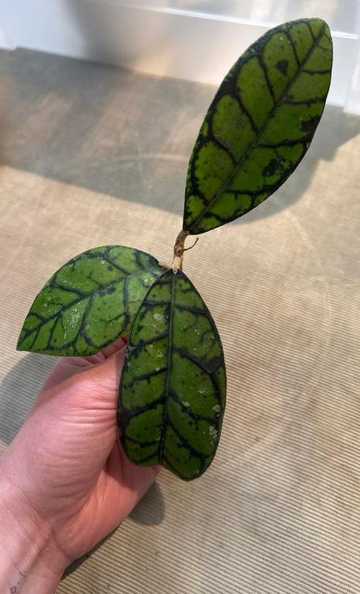 Stekken Hoya callistophylla - Prachtige bladtekening, Huis en Inrichting, Kamerplanten, Ophalen, Halfschaduw, Minder dan 100 cm