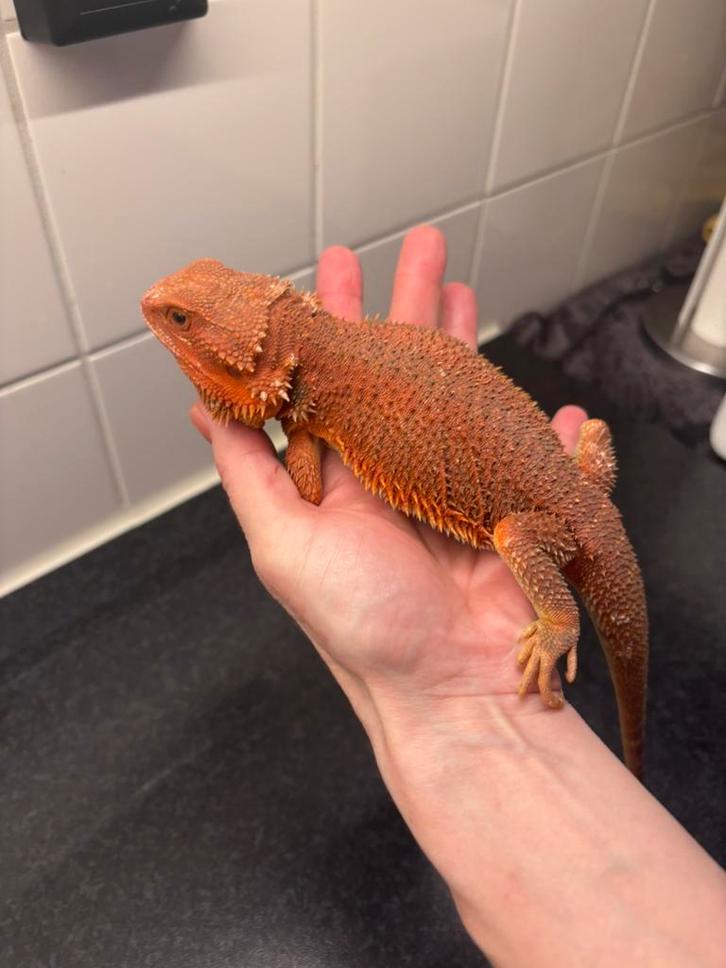 Baardagaam red vrouw Bearded Dragon - female for sale from pvdr