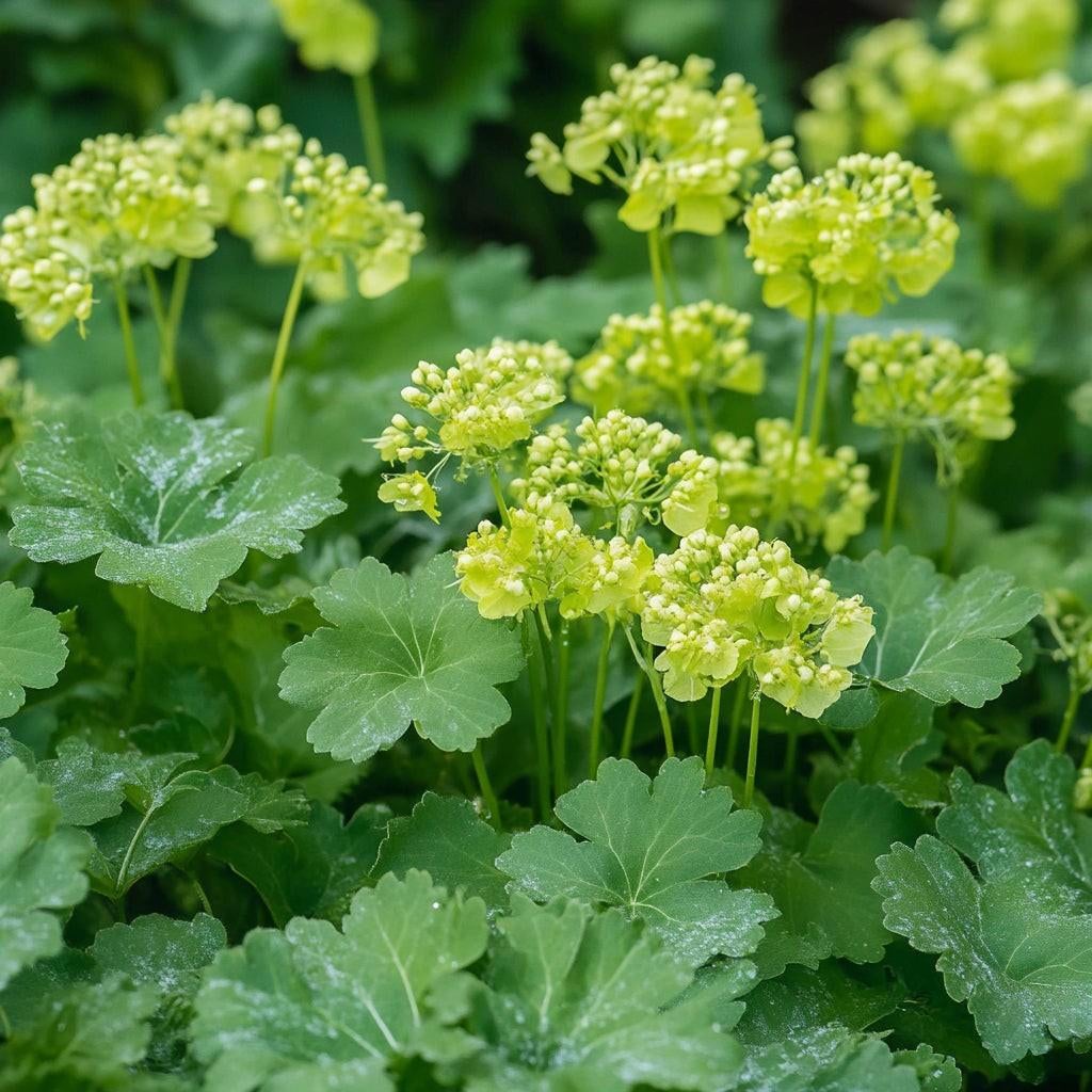 Stekjes vrouwenmantel, Ophalen, Vaste plant