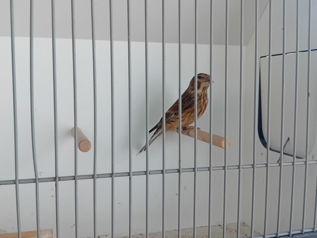 In 1 koop, Dieren en Toebehoren, Vogels | Overige Vogels, Meerdere dieren, Wildzangvogel, Geringd