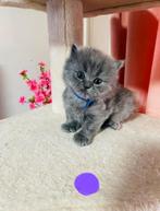 Britse korthaar kitten, Poes