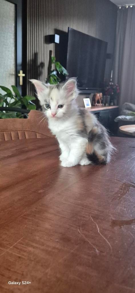 Er zijn 3 Maine-coon kittens geboren, Dieren en Toebehoren, Katten en Kittens | Raskatten | Langhaar, Meerdere dieren, Met stamboom