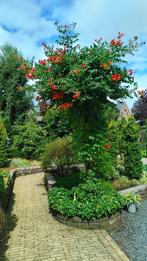 Trompetplant 'Madame Galen' - 3 meter hoog, Volle zon, Vaste plant, Ophalen of Verzenden, Klimplanten
