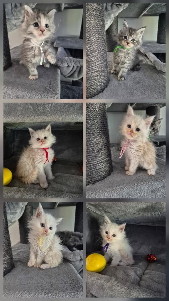 Mainecoon/ maine coon kittens, Dieren en Toebehoren, Katten en Kittens | Raskatten | Langhaar, Meerdere dieren, Ontwormd, 0 tot 2 jaar