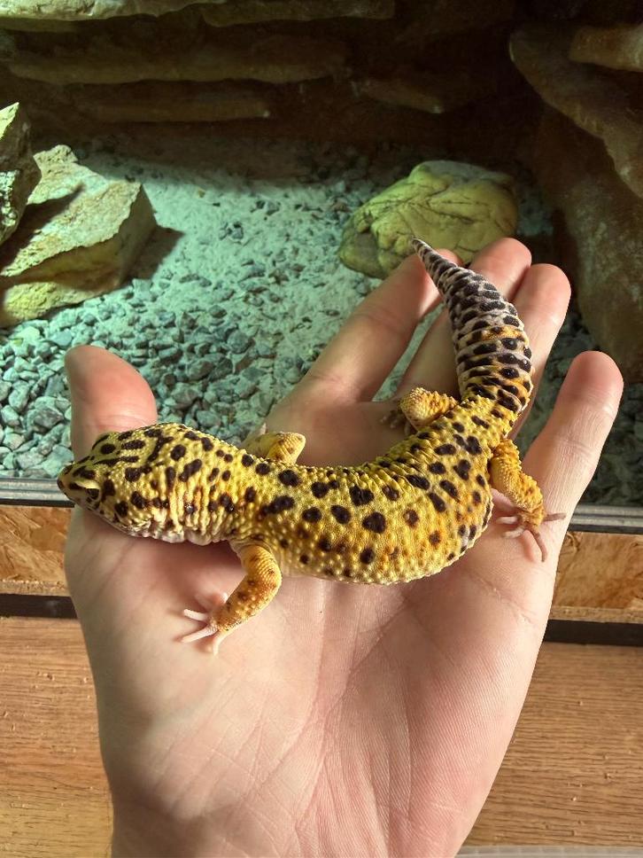 Tekoop Luipaardgekko zeldzame kleuren Leopard Gecko - female for sale from Tom van der Ende