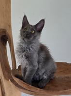 Prachtige maine coon kater met stamboom, Kater, Met stamboom