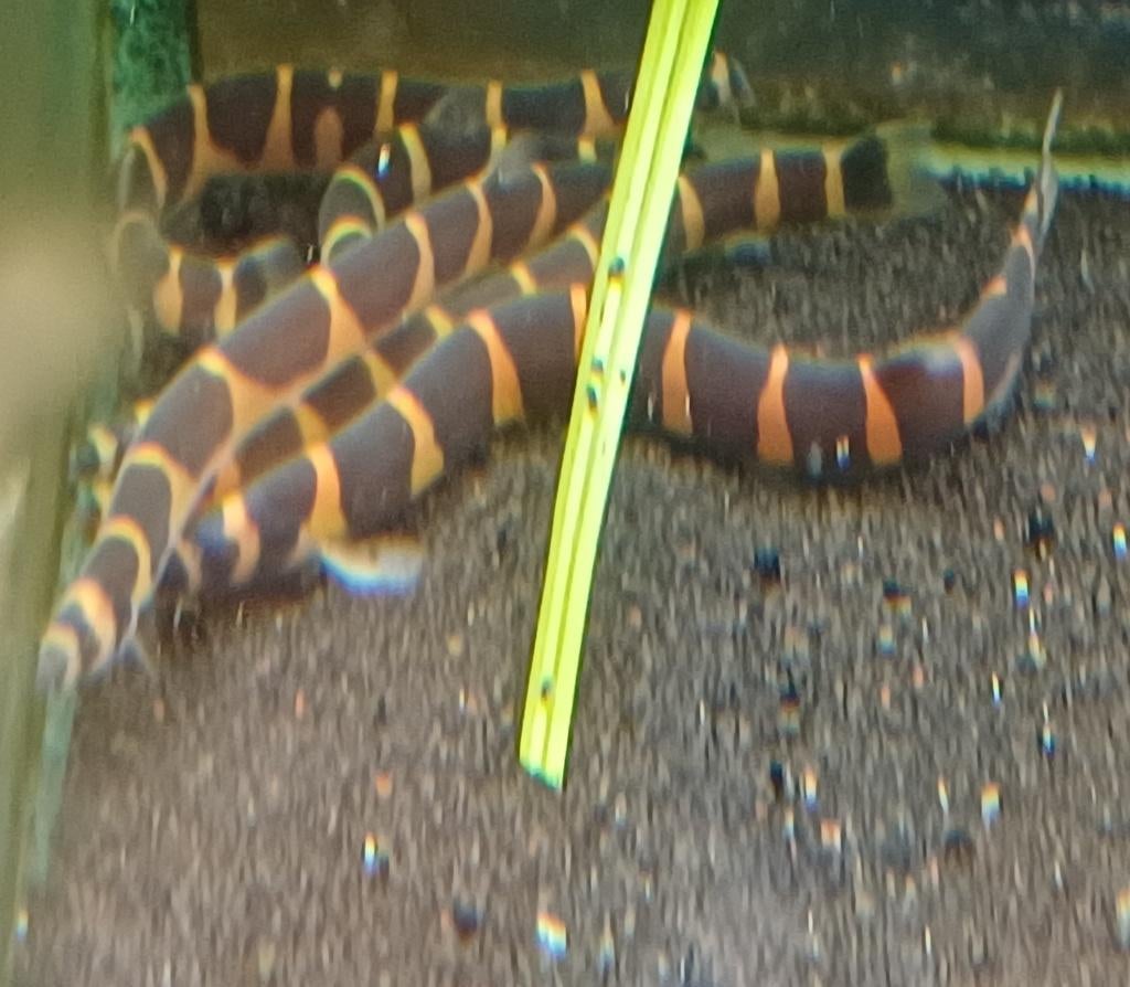 Hobbyaquarium reuzen slangenvisje aanbieding, Vis, Zoetwatervis, Schoolvis