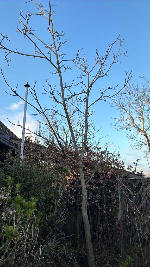 Te koop walnoten boom, Tuin en Terras, Planten | Bomen, Ophalen of Verzenden, Volle zon, Overige soorten