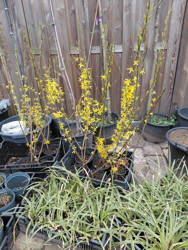 Forsythia struiken 100cm, Ophalen, Overige soorten, Minder dan 100 cm
