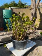 Grote hortensia donkerroze, Tuin en Terras, Planten | Tuinplanten, Ophalen of Verzenden, Overige soorten, Halfschaduw