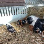 Baby Cavia's, Dieren en Toebehoren, Knaagdieren, Cavia, Februari, Meerdere dieren, Tam