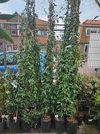 Koolpalm, toscaanse jasmijn, Europese Dwergpalm, Ophalen of Verzenden, Overige soorten, Halfschaduw