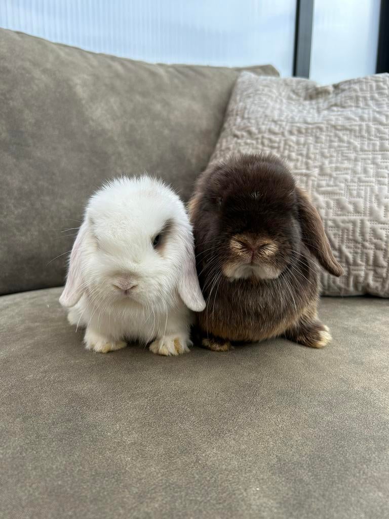 Raszuiver minilop koppel, Dieren en Toebehoren, Konijnen, Meerdere dieren, Dwerg, Hangoor, 0 tot 2 jaar