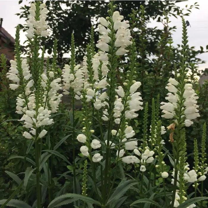 Vaste planten: scharnierbloem, p9 wit, Volle zon, Vaste plant, Zomer, Ophalen