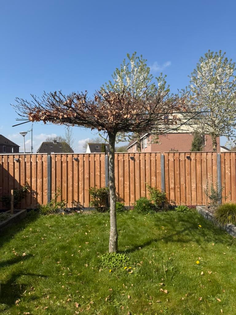 Carpinus betulus leiboom - Haagbeuk leiboom 2,5m hoog, Tuin en Terras, Planten | Bomen, Leiboom, Lente, 250 tot 400 cm, Ophalen