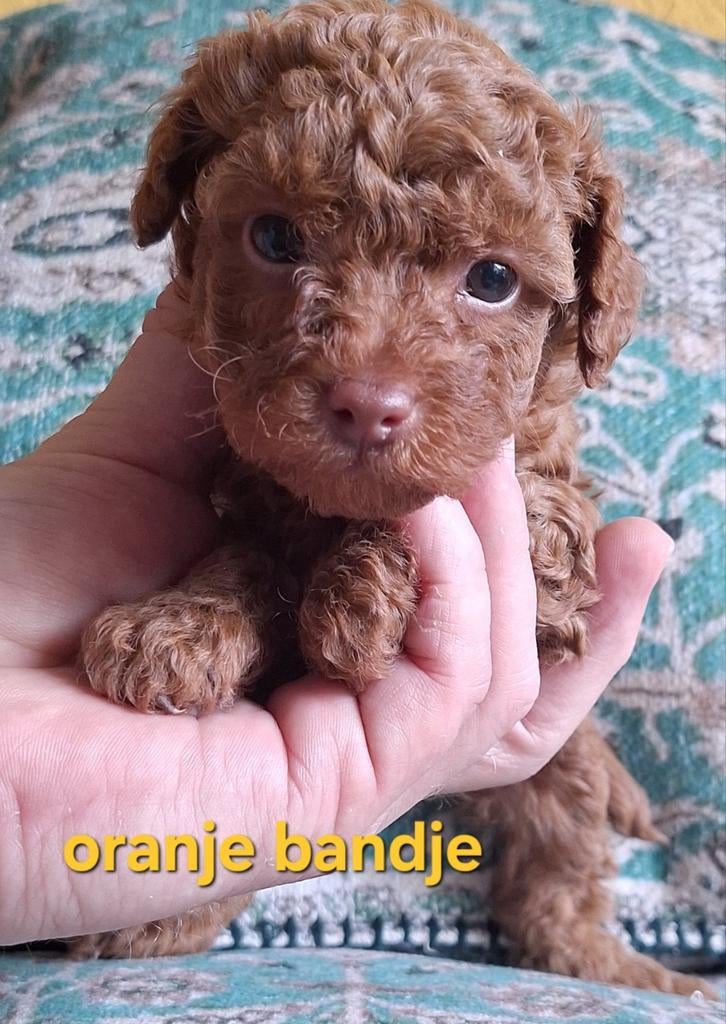 Lieve Sociale Raszuivere Toypoedel Pupjes, Poedel, Parvo, Reu, 8 tot 15 weken