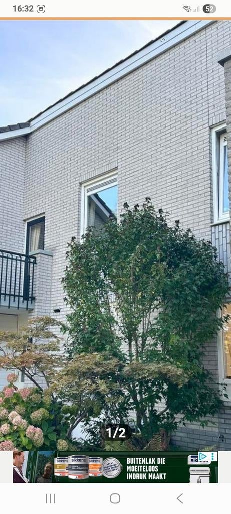 Hibiscus boom roze gratis, Tuin en Terras, Ophalen, Zomer, Volle zon, Overige soorten