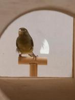 kanarie weg gevlogen, Dieren en Toebehoren, Meerdere dieren, Zangkanarie