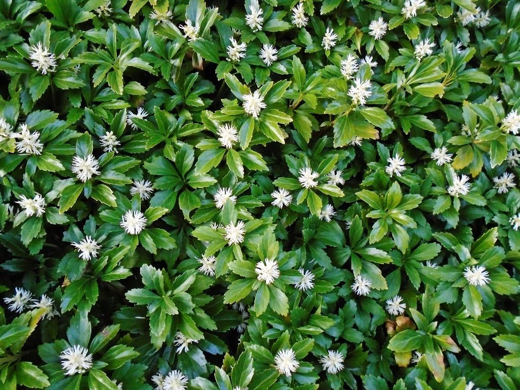 Actie! Pachysandra 'Green Carpet' |Wintergroen | Verzending!, Ophalen of Verzenden, Overige soorten, Halfschaduw