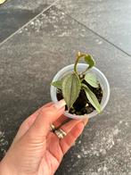 Philodendron Burle Marx Fantasy - Zeldzame Stek, Huis en Inrichting, Kamerplanten, Ophalen of Verzenden