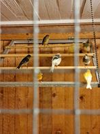 Kanarie mannen, Mannelijk, Kleurkanarie