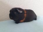 4 leuke jonge cavia zeugjes, Dieren en Toebehoren, Cavia, Februari, Vrouwelijk, Tam