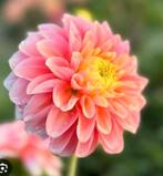 Dahlia knollen van de kweker!, Tuin en Terras, Bloembollen en Zaden, Ophalen of Verzenden, Voorjaar, Volle zon, Knol