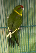 Jonge kakariki, Meerdere dieren