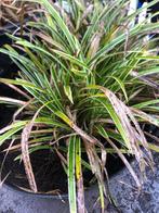 Siergras Carex, stekjes, gratis af te halen, Ophalen, Vaste plant, Siergrassen, Halfschaduw