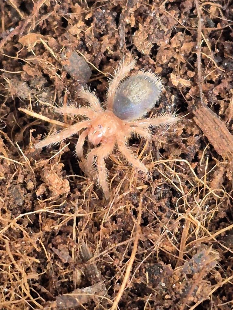 Grammostola pulchripes (slings 2FH) ongeveer 2cm