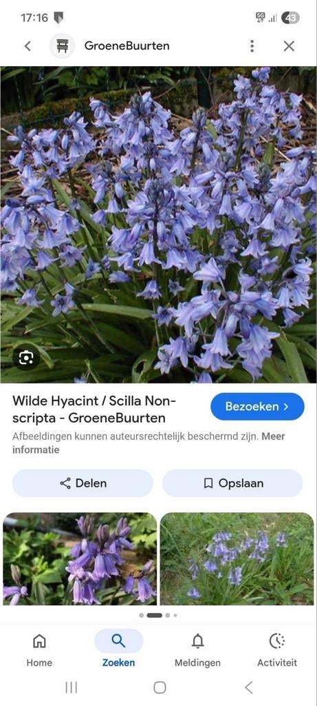 Bos hyacint, Ophalen, Overige soorten, Volle zon