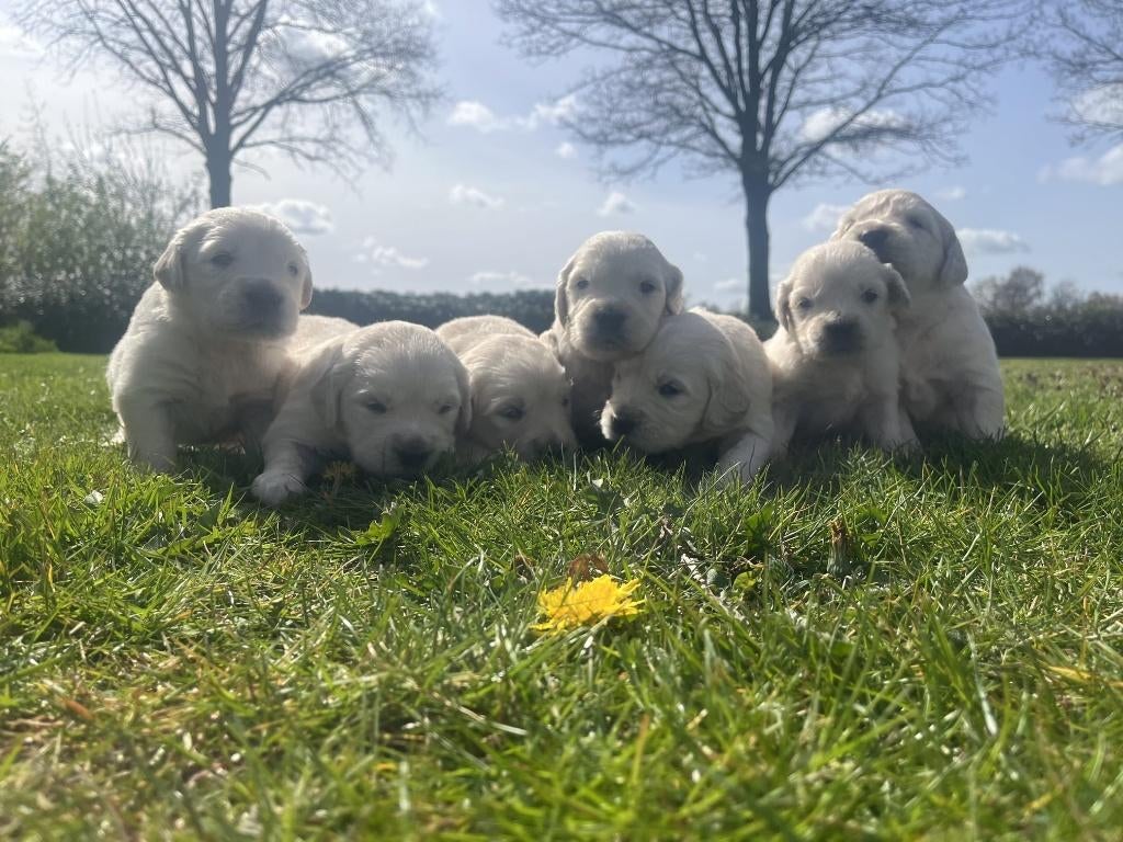 Golden Retriever pups, Dieren en Toebehoren, Golden retriever, 8 tot 15 weken, Parvo, Meerdere