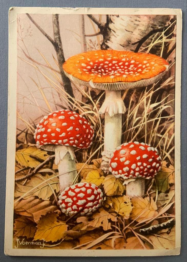 Paddenstoelen Vliegenzwam Noerman 1951, Ophalen of Verzenden, 1940 tot 1960, Gelopen