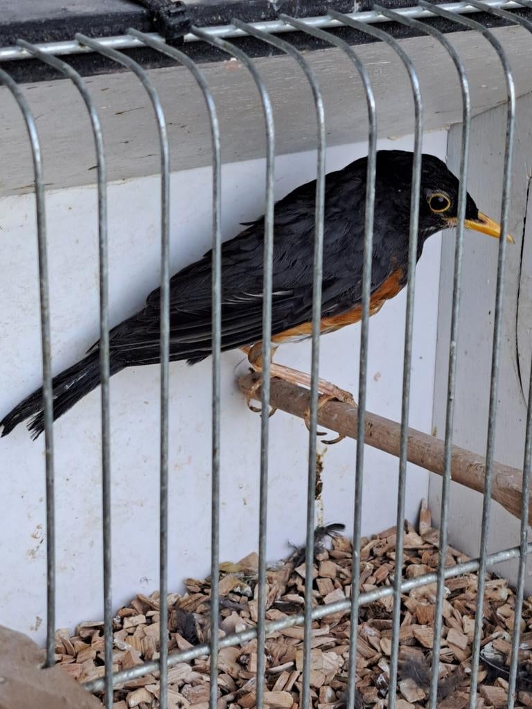 Zwartborstlijster, Mannelijk