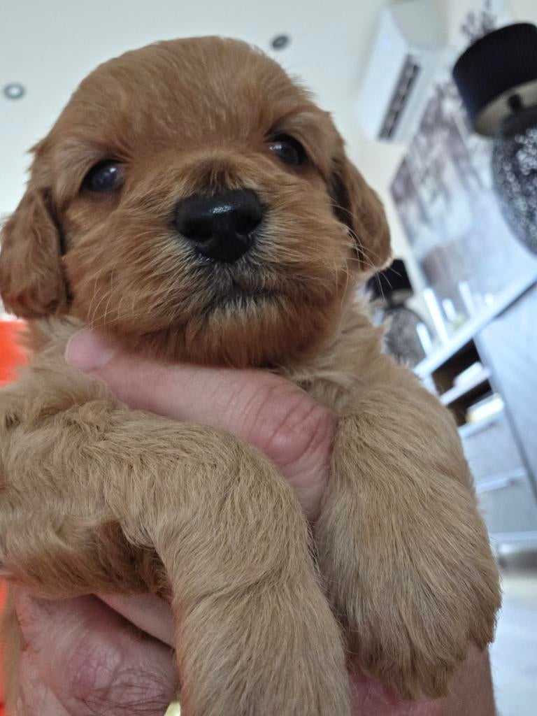 Mini labra doodle, 8 tot 15 weken, Meerdere, Nederland, Particulier