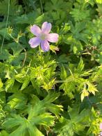 Geranium endressi  roze, Vaste plant, Halfschaduw, Zomer, Ophalen
