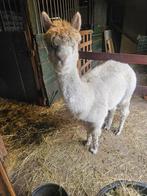 Alpaca's, Dieren en Toebehoren, Februari, Meerdere dieren