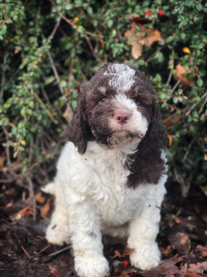 Zin in Labradoodle,kies een Italiaanse waterhond, Dieren en Toebehoren, Honden | Retrievers, Spaniëls en Waterhonden, Meerdere dieren