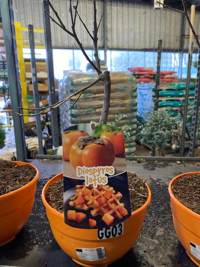 Kakifruit boom - Diospyros lotus, Ophalen, Minder dan 100 cm, Lente, Overige soorten