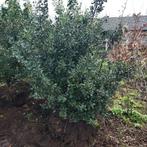 Grote bossige hulst, Ophalen of Verzenden, Minder dan 100 cm